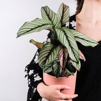 Plants Store Gallery Img 5